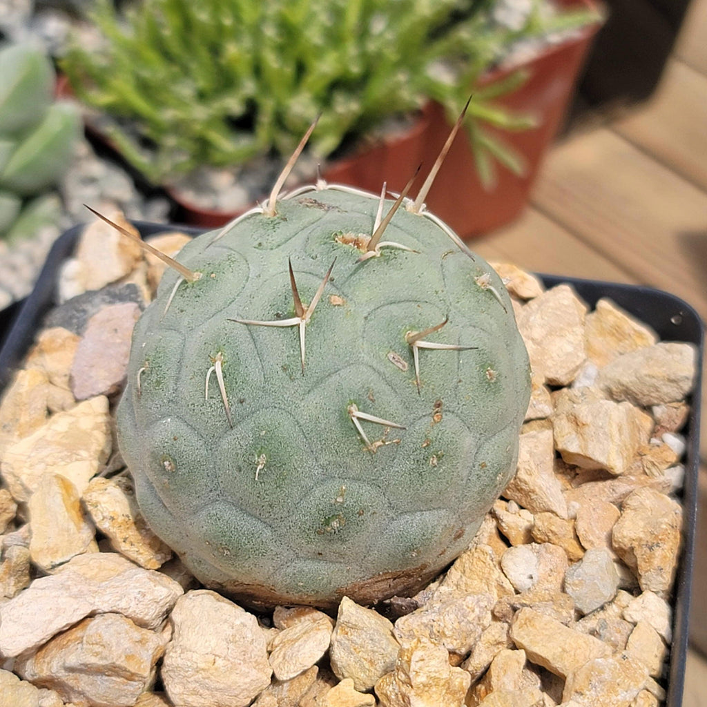 tephrocactus geometricus alexanderi