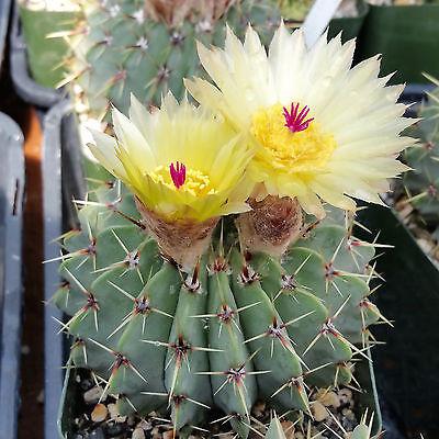 Notocactus buiningii