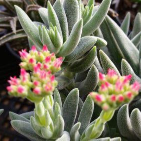Crassula Mesembryanthemoides
