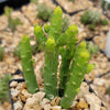 Monadenium ellenbeckii