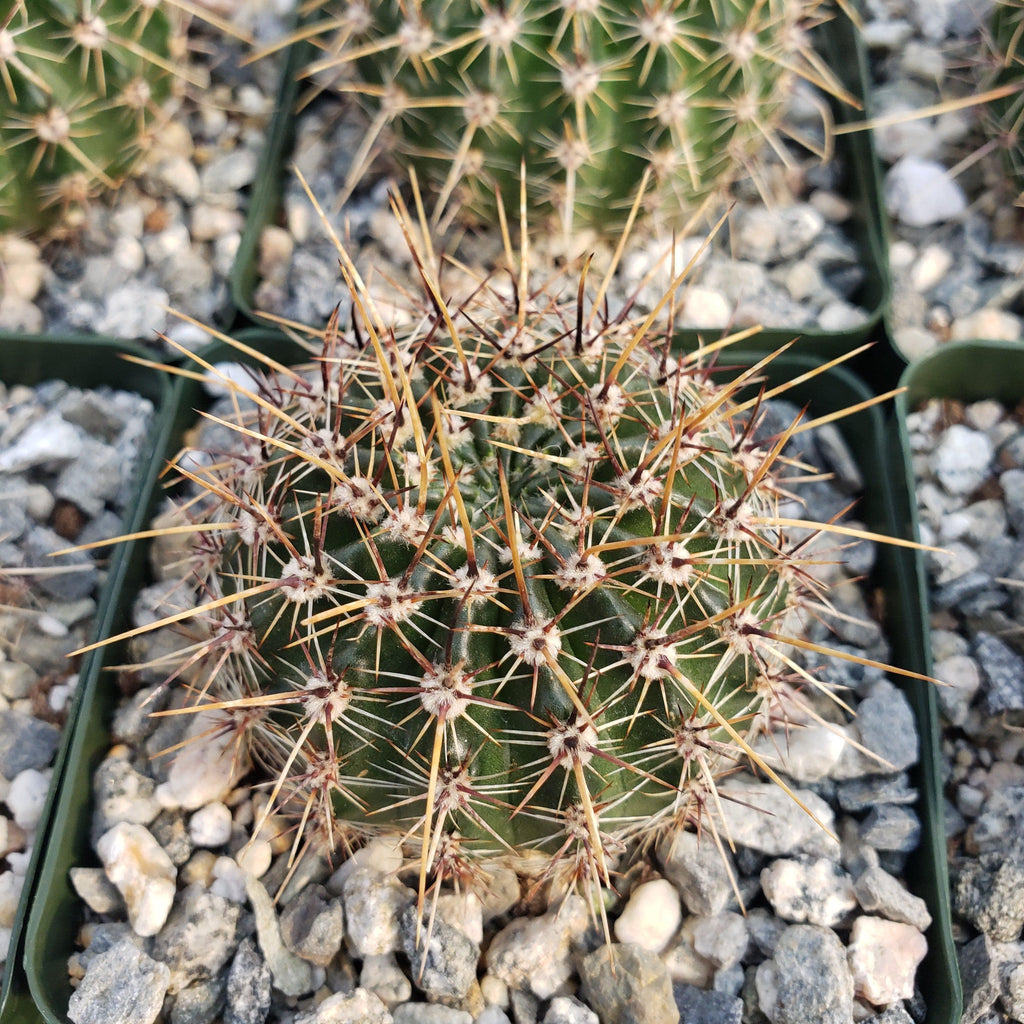Echinopsis Sierra Grandensis