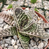 Gasteraloe pauline