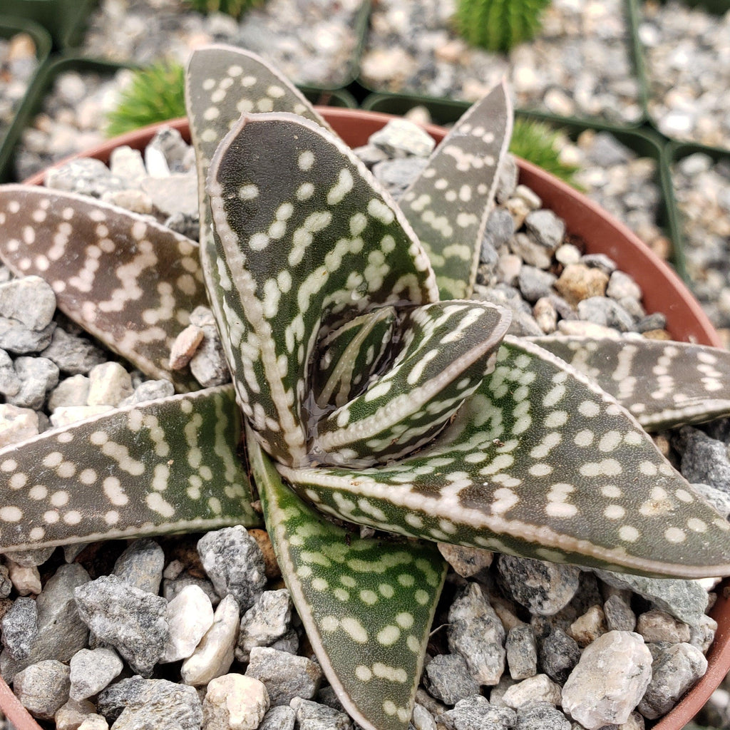 Gasteraloe pauline