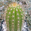 Golden Torch Cactus - Trichocereus spachianus