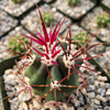 Ferocactus rectispinus