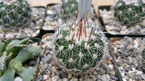 Echinofossulocactus zacatecasensis