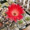 Lobivia Echinopsis hertrichiana