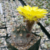 Acanthocalycium glaucum