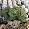 Euphorbia ammak crest