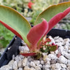 Monadenium spectabile