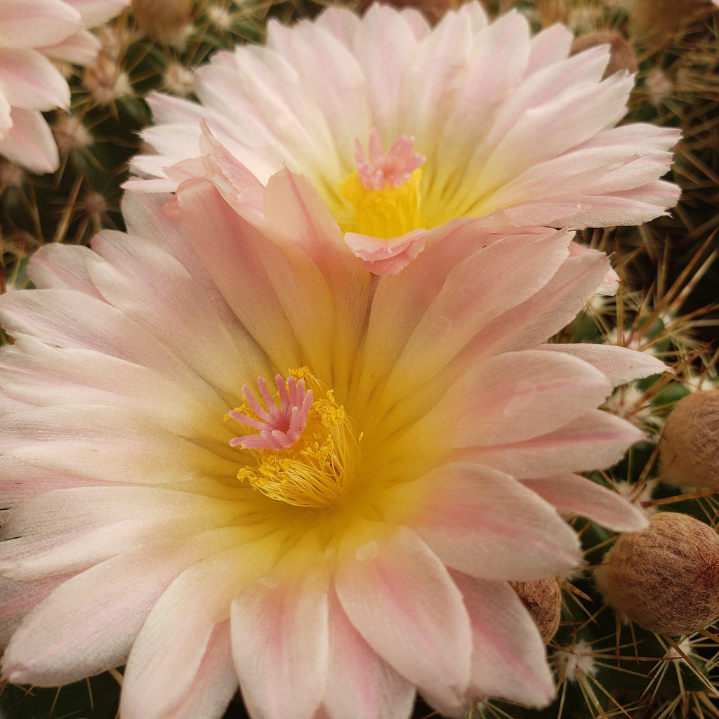 Notocactus roseoluteus