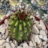 Organ Pipe Cactus ‘Stenocereus thurberi’