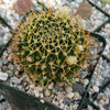 Mammillaria camptotricha marnier