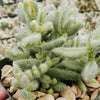 Delosperma echinatum variegata pickle plant