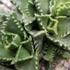 Faucaria candida