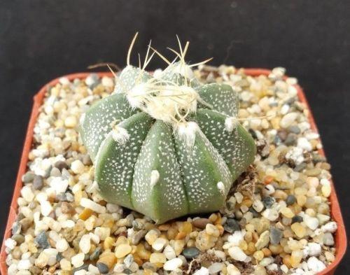 Astrophytum myriostigma hybrid
