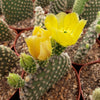 Opuntia microdasys Bunny Ears cutting