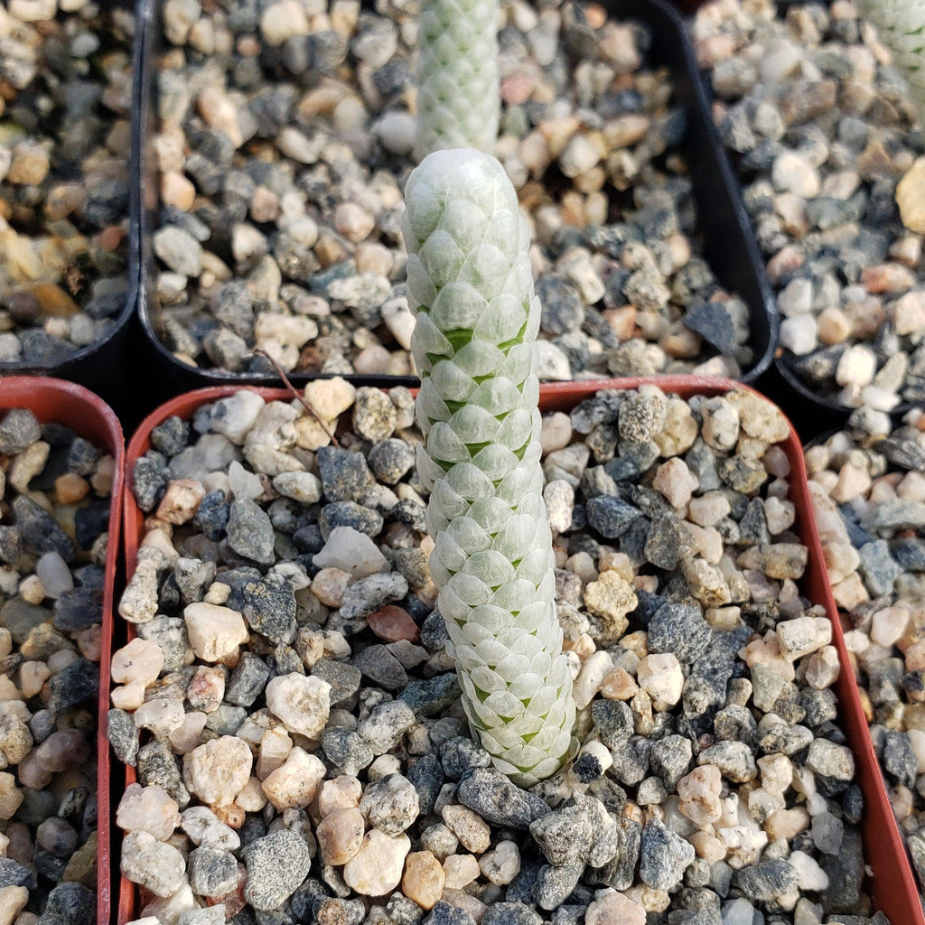 Avonia papyracea namaensis