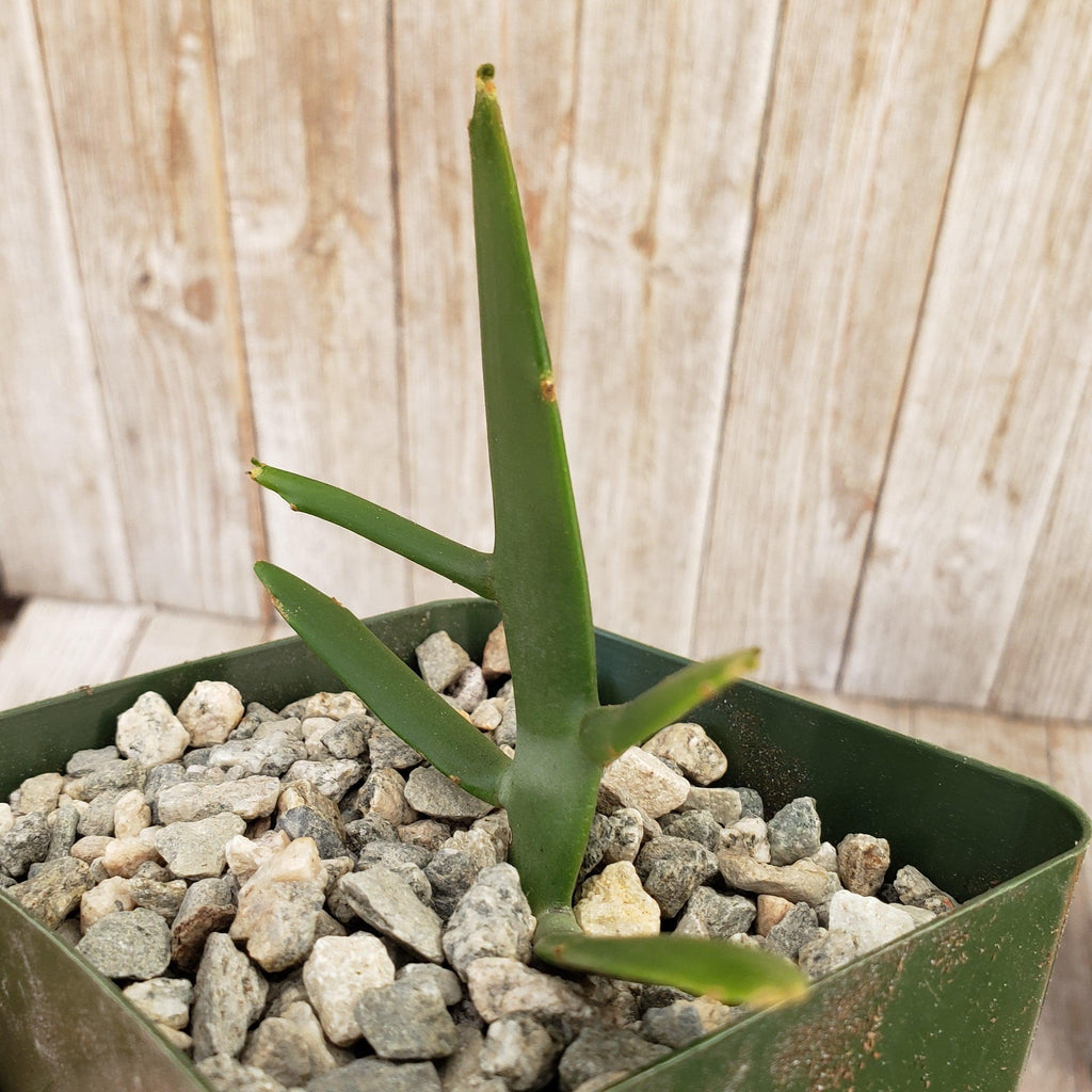 Euphorbia xylophylloides