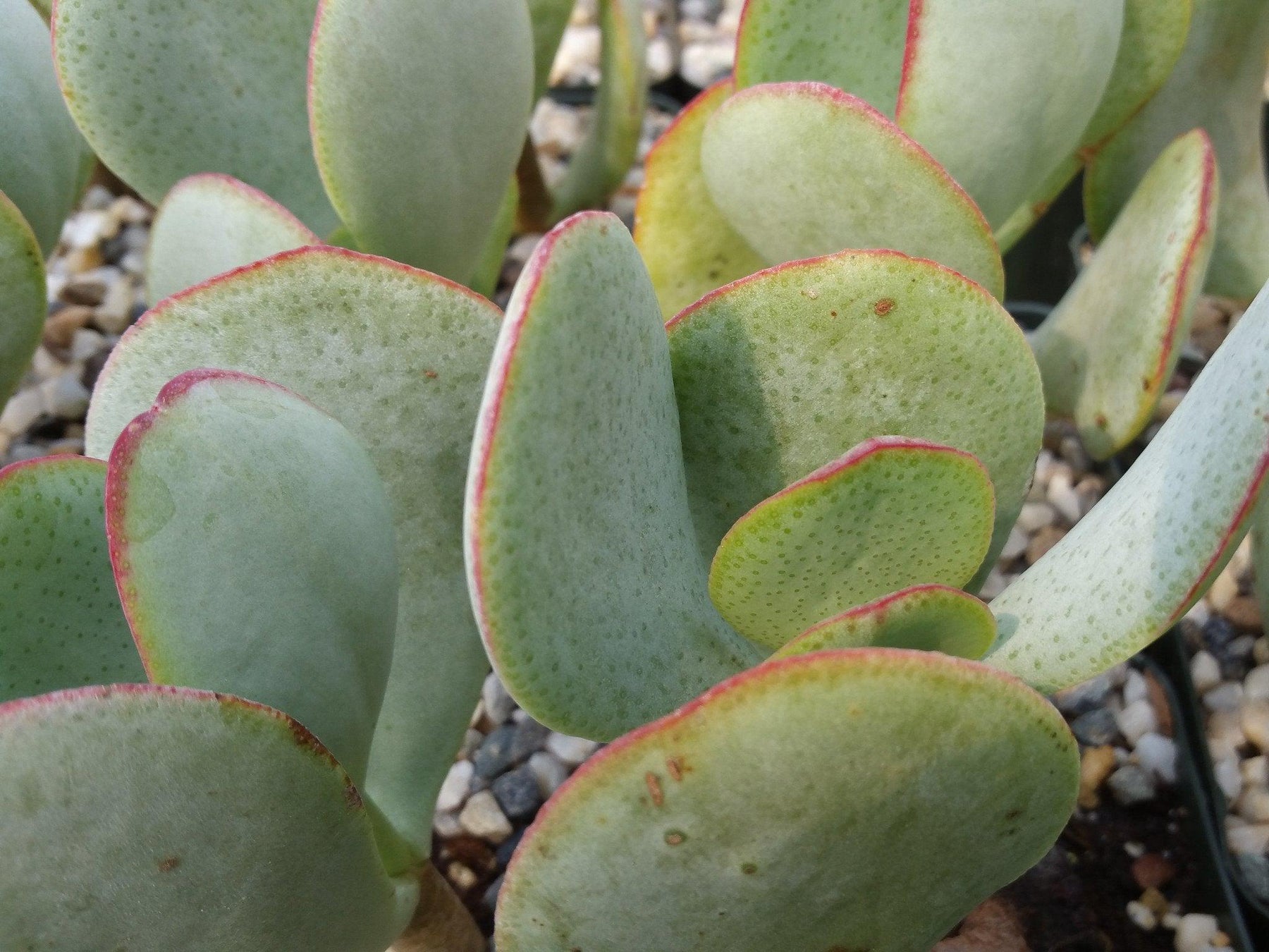 silver jade succulent Silver Dollar Plant 'Crassula arborescens'