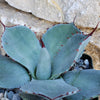 Agave truncata