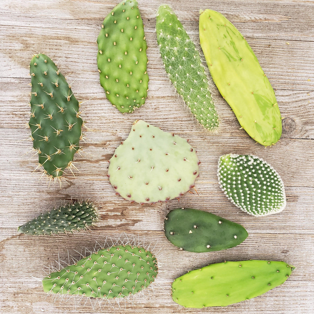 Opuntia pad 6 assorted cuttings