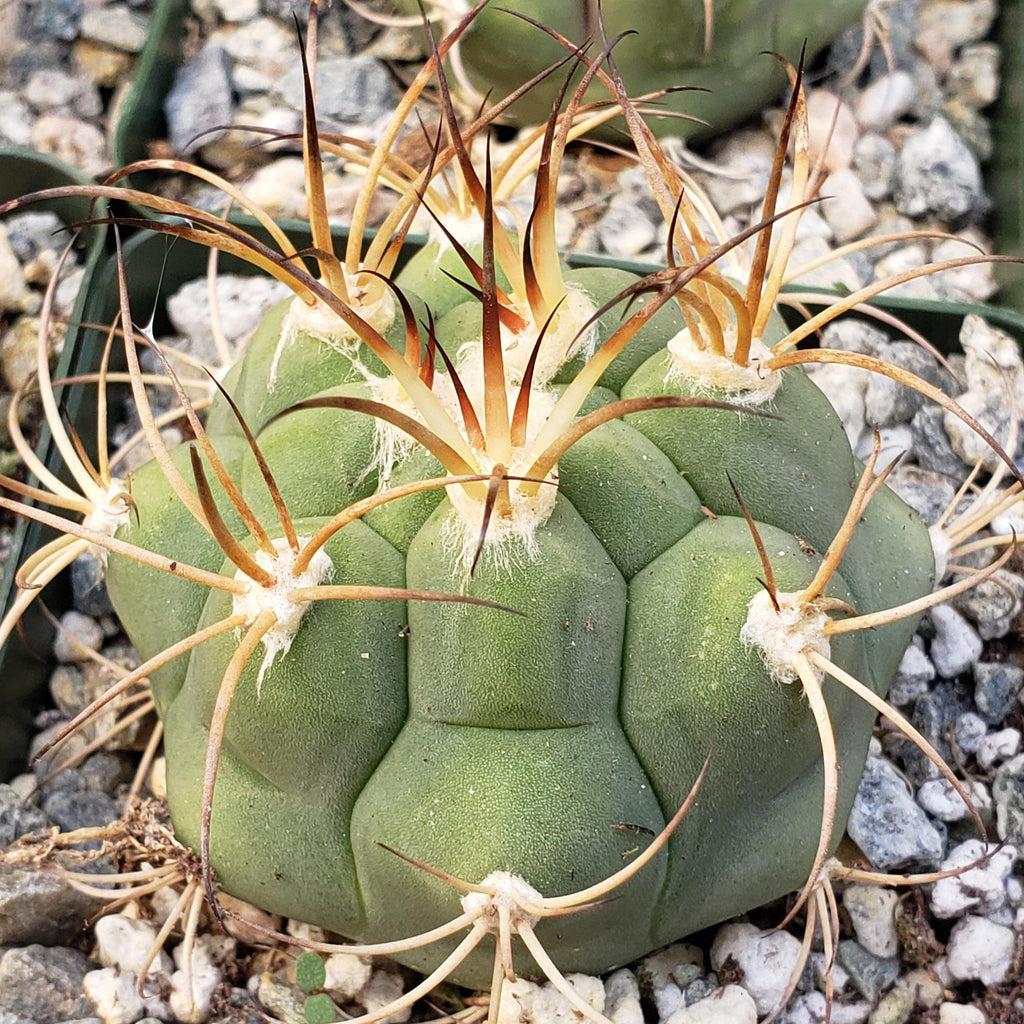 Gymnocalycium tomina