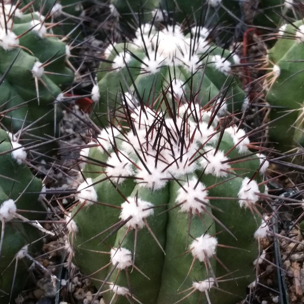 Copiapoa montana