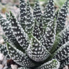 Haworthia pumila