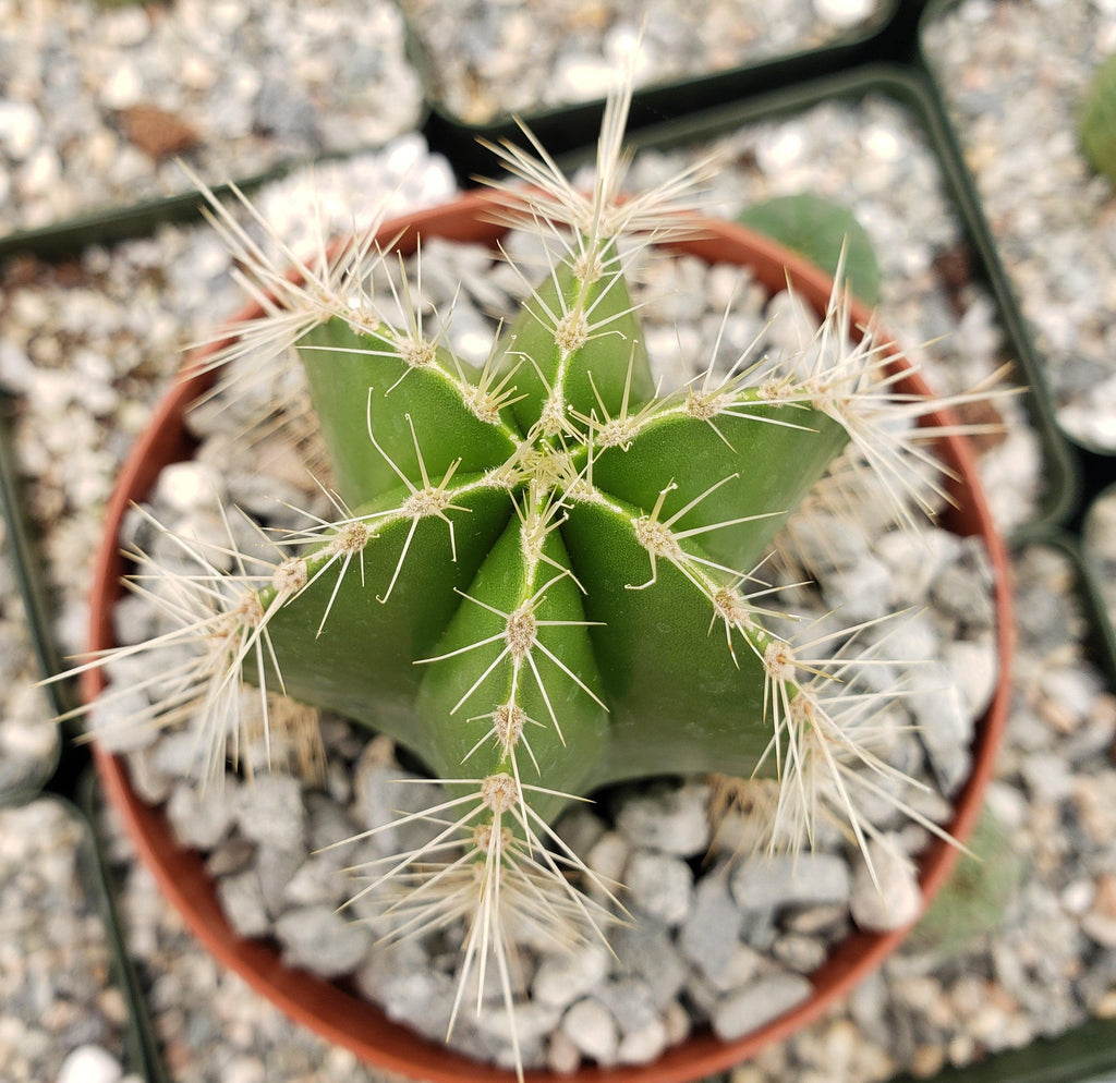 Stenocereus dumortieri