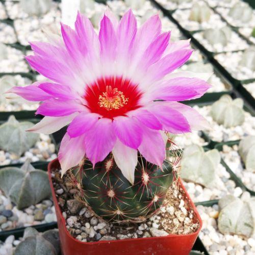 Thelocactus bicolor ssp. schwarzii