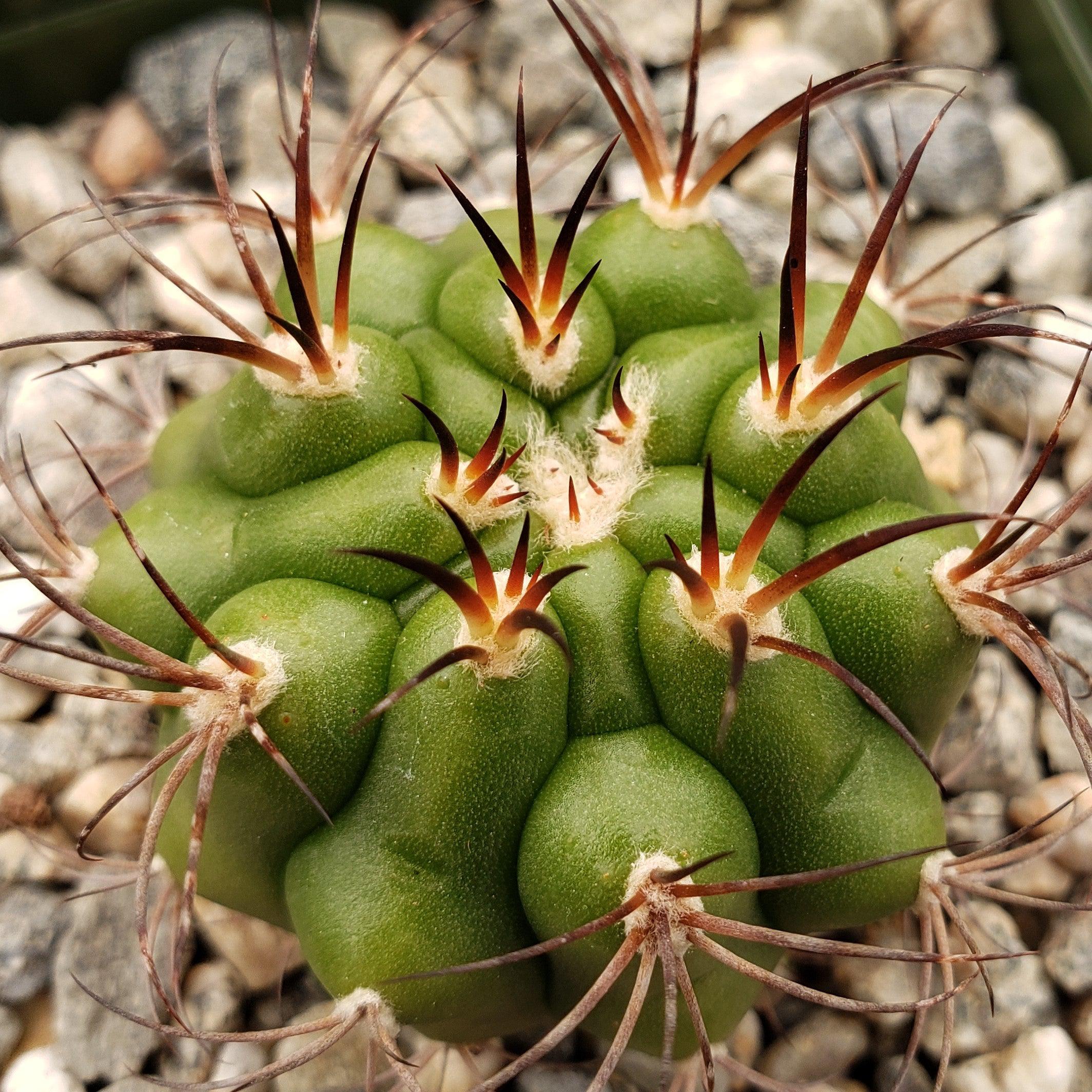 Gymnocalycium riograndense