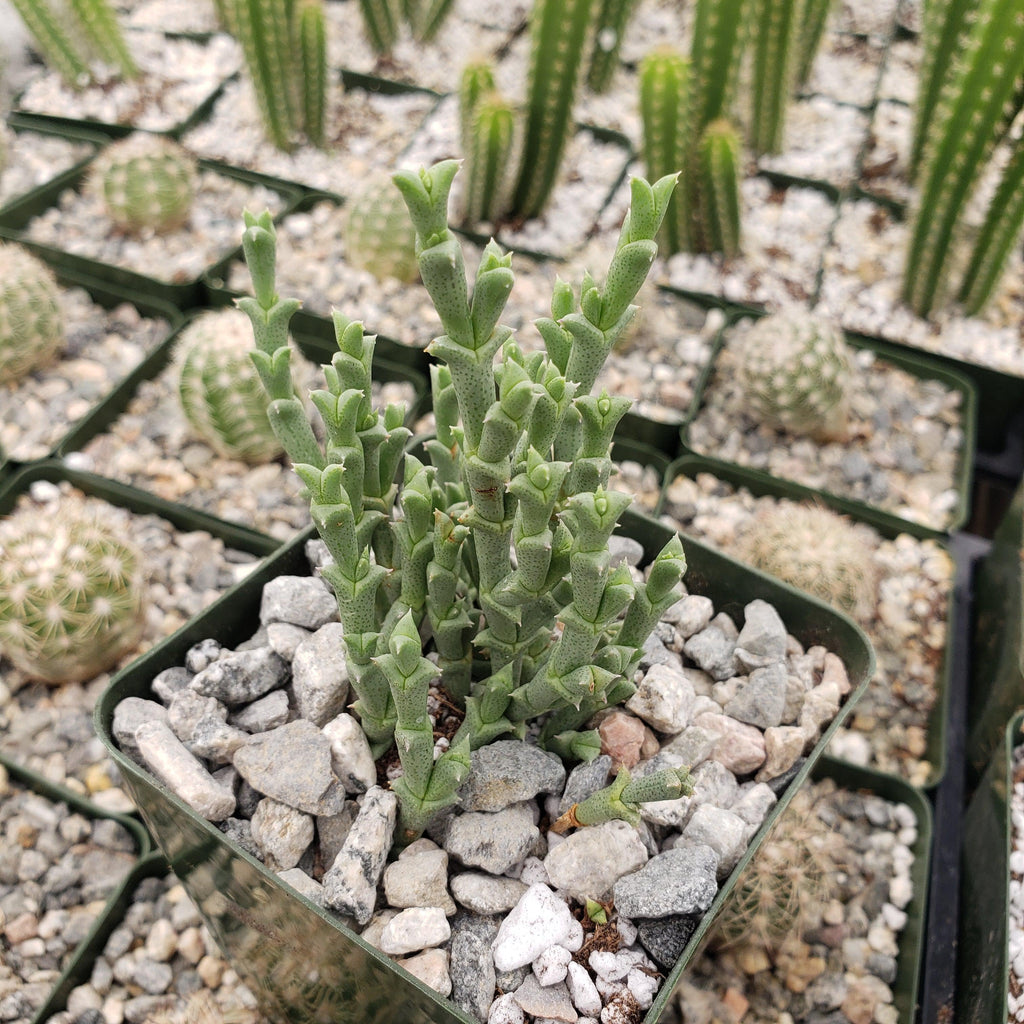 Ruschia perfoliata