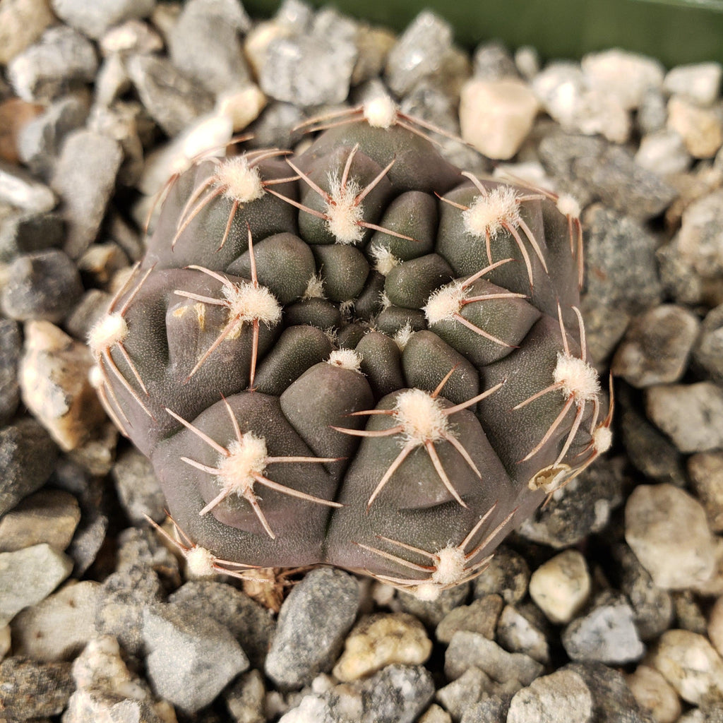 Gymnocalycium lukasikii