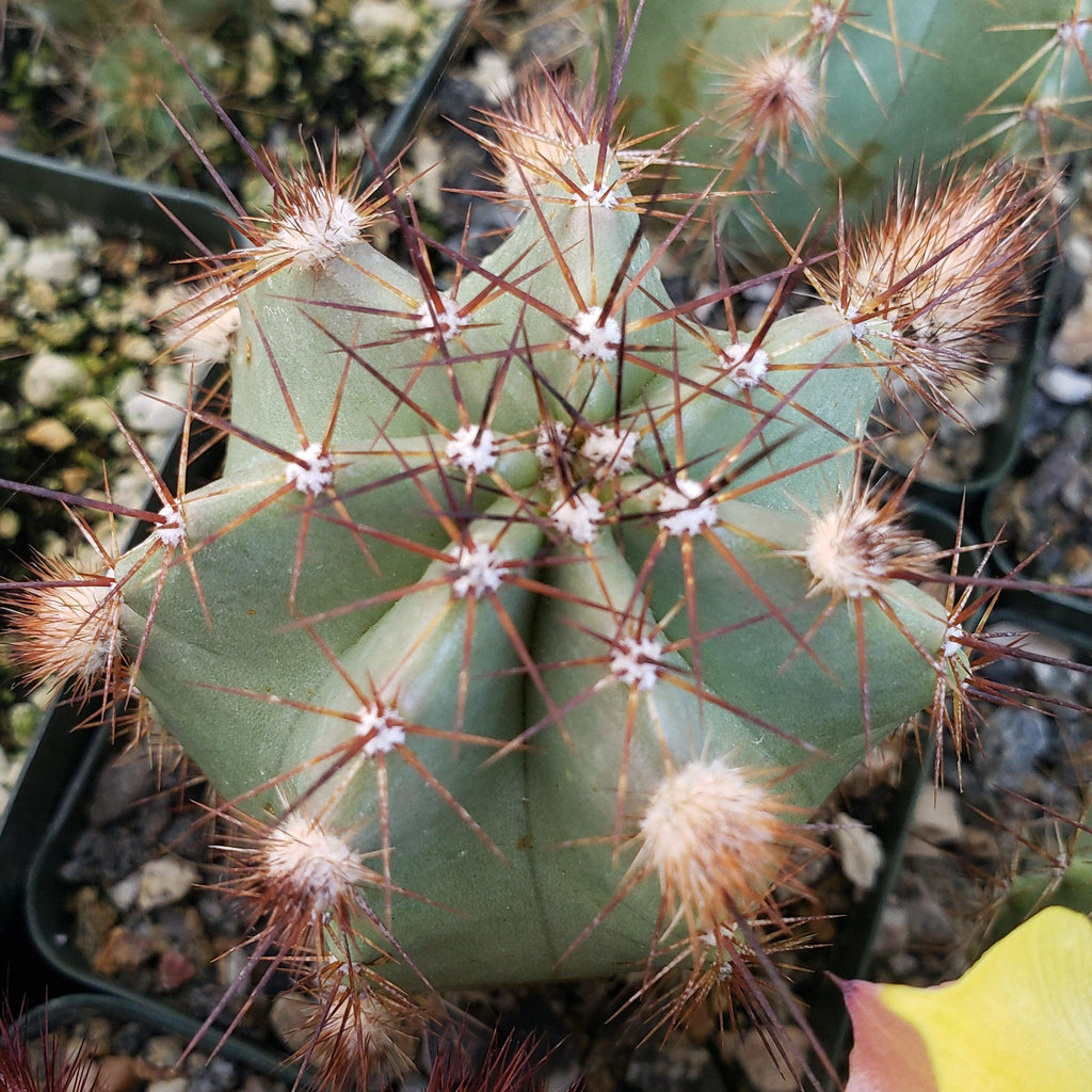 Echinocereus subinermis v. luteus