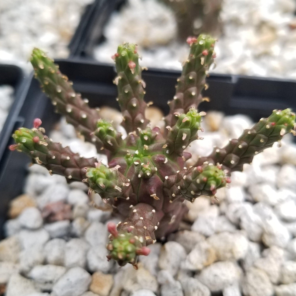 Euphorbia gamkaensis