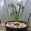 Frizzle Sizzle Plant - Albuca spiralis