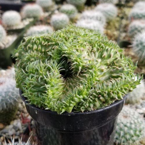 Euphorbia spiralis cristata