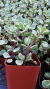 Rainbow Bush - Portulacaria afra variegata