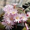 Rebutia Narvaecensis