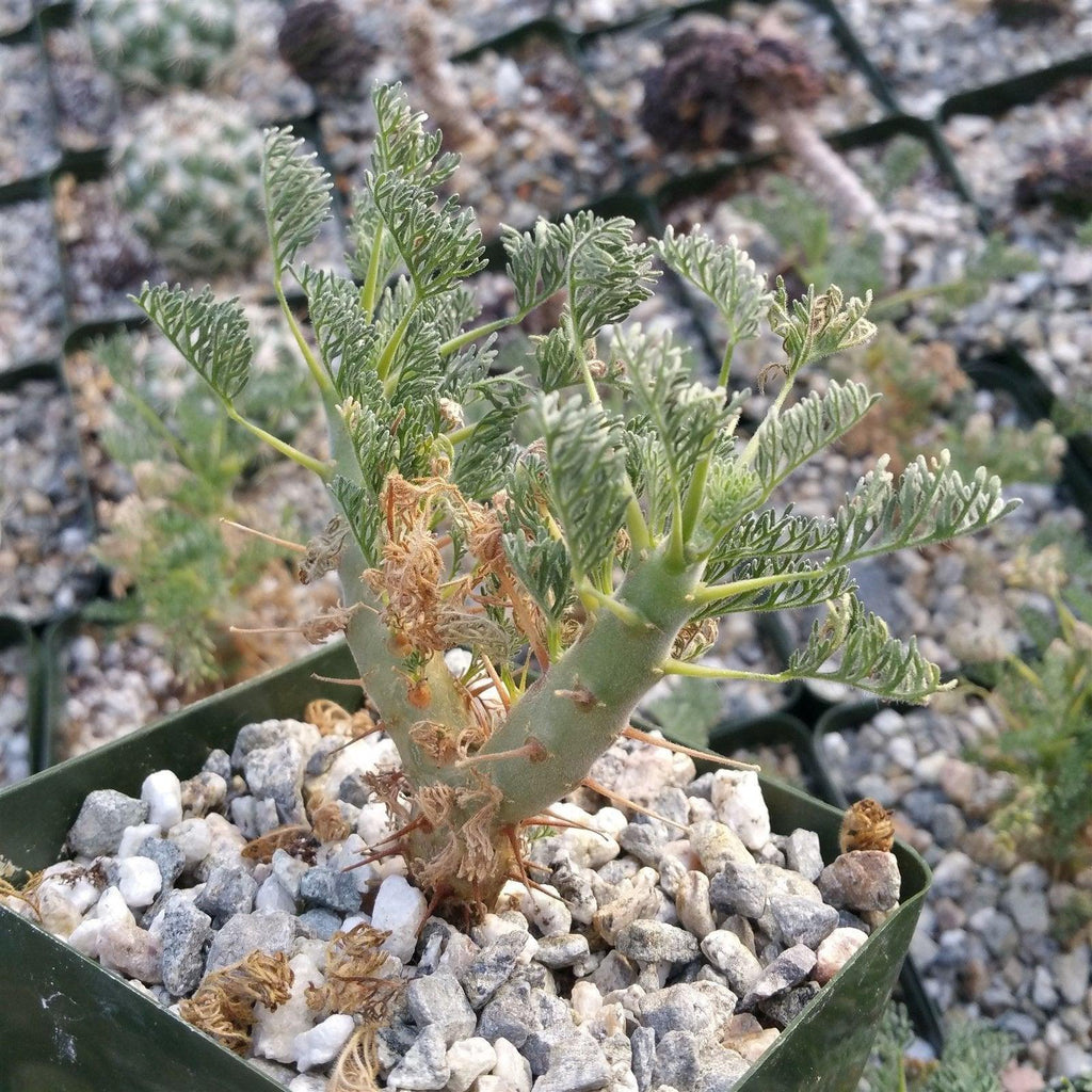 Sarcocaulon monsonia herrei