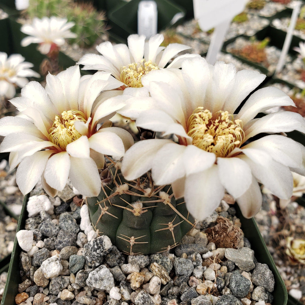 Gymnocalycium shroederianum longispinum