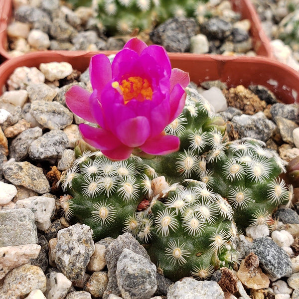 mammillaria saboae ssp. roczekii Mammillaria saboae haudeana – Planet Desert