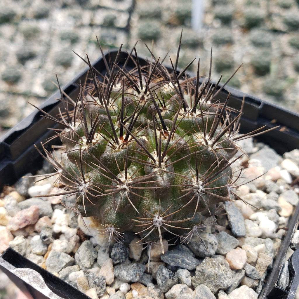 Neoporteria Violaciflora