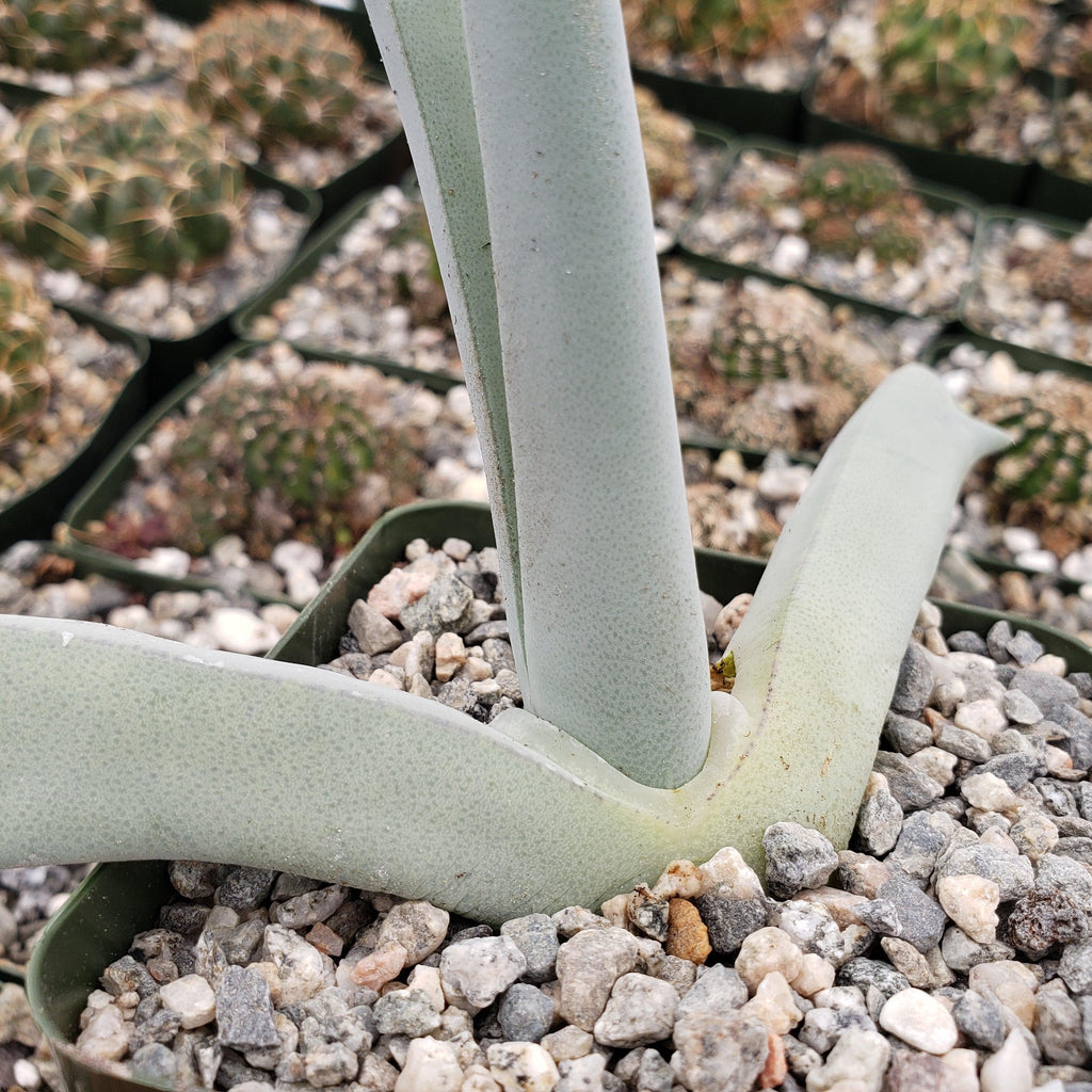 Cheiridopsis cigarettifera