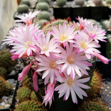 Shop 'Rebutia narvaecensis' care and Growers guide