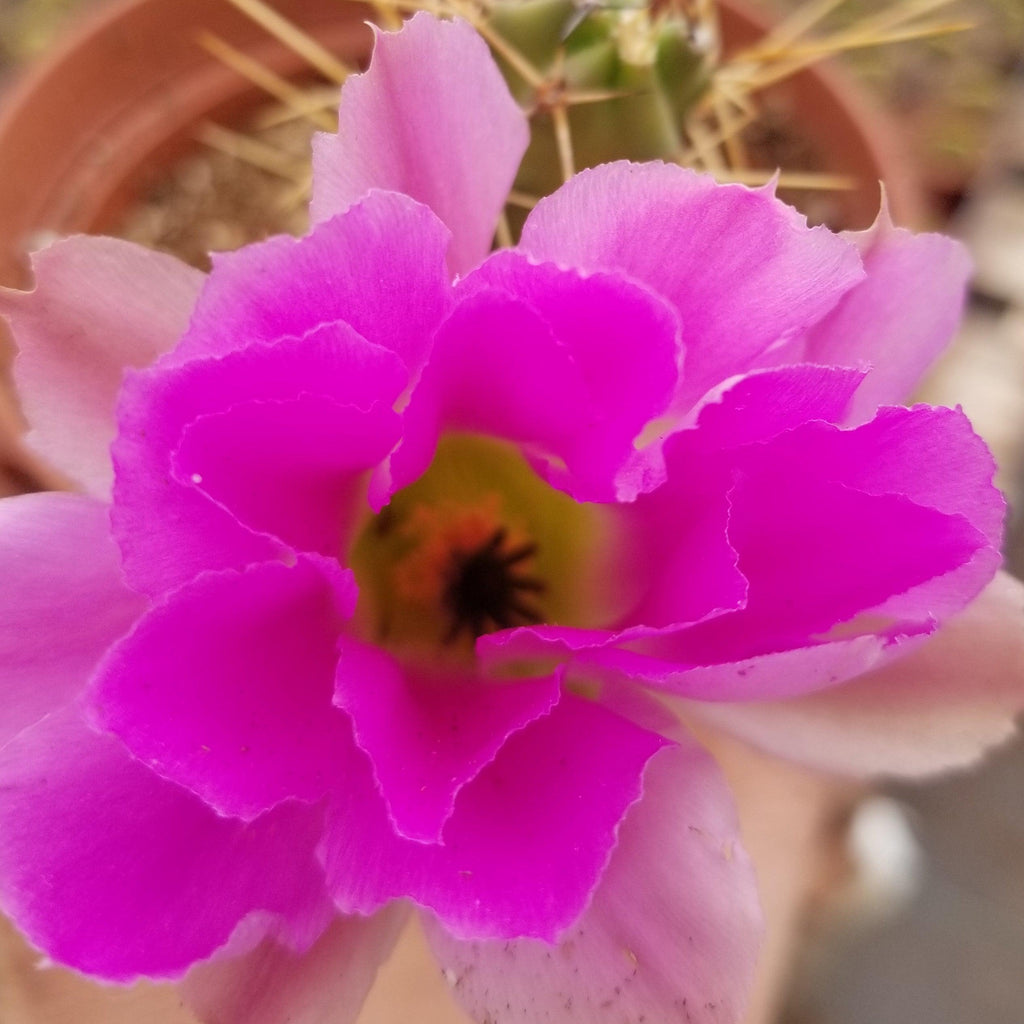 Echinocereus pentalophus