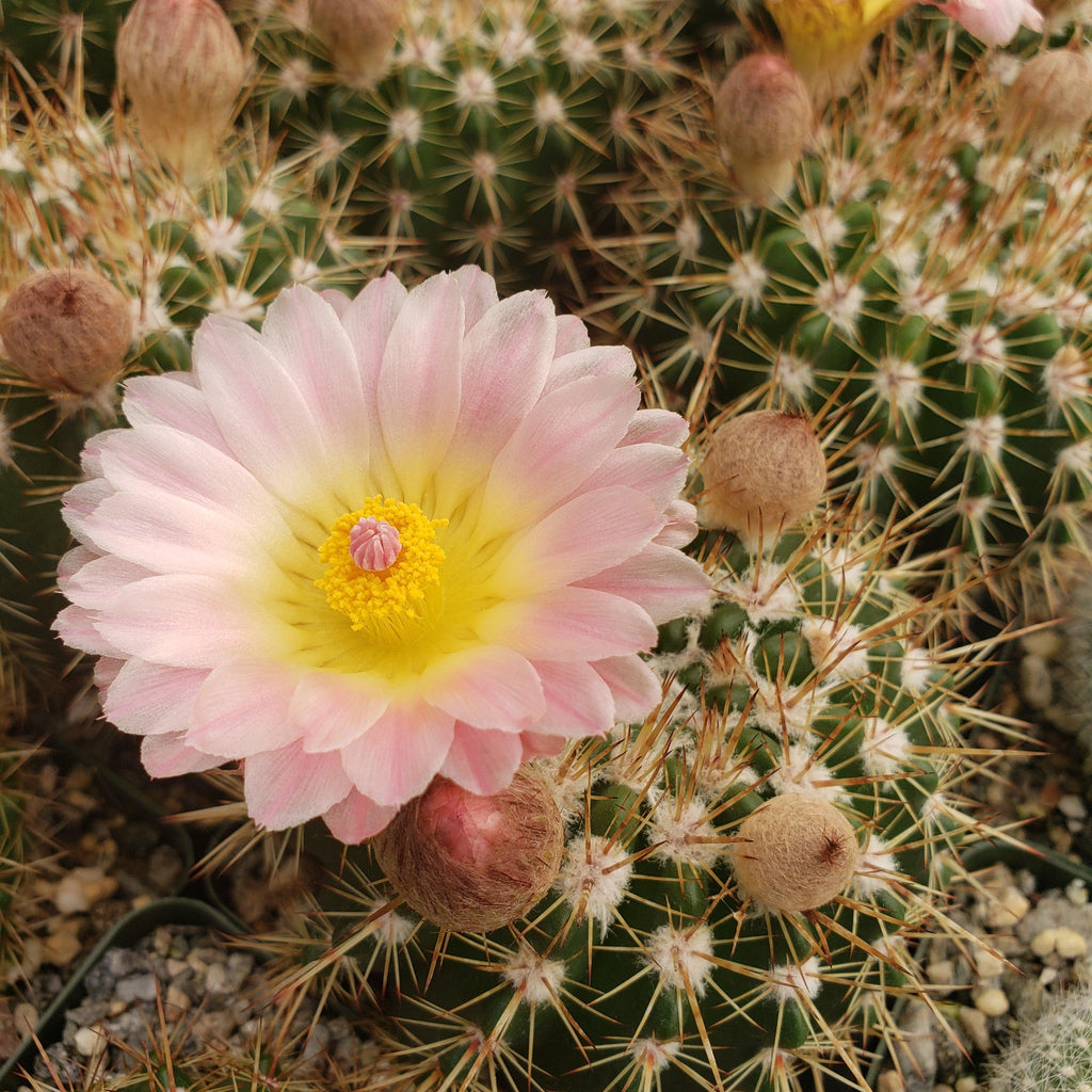 Notocactus roseoluteus