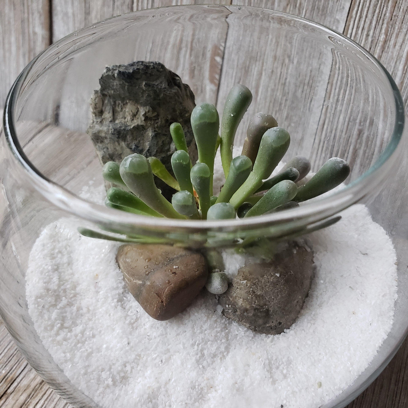 DIY succulent glass globe terrarium