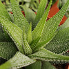 Haworthia attenuata concolor